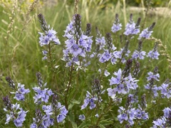 Veronica prostrata