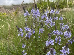 Veronica prostrata