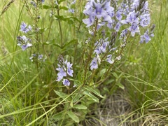 Veronica prostrata