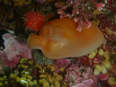 Halocynthia aurantium