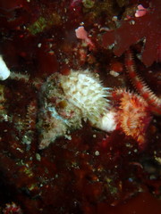 Trichotropis cancellata
