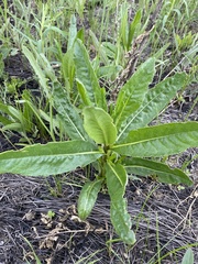 Cirsium arvense