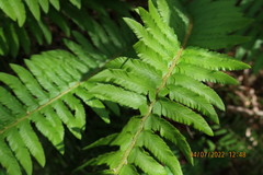Polystichum californicum × munitum
