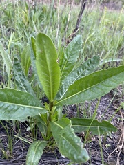 Cirsium arvense