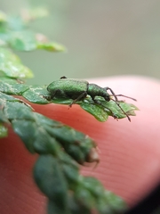 Phyllobius intrusus