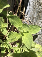 Erythranthe cardinalis