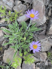Aster alpinus