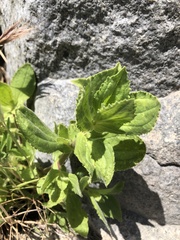 Erythranthe cardinalis