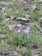 Aster alpinus