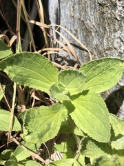 Erythranthe cardinalis