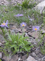 Aster alpinus
