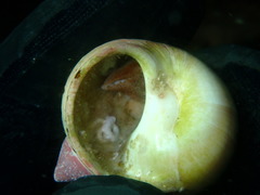 Cryptonatica aleutica