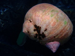 Cryptonatica aleutica