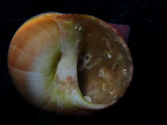 Cryptonatica aleutica