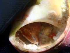 Elassochirus tenuimanus