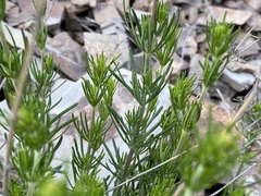 Galium verum