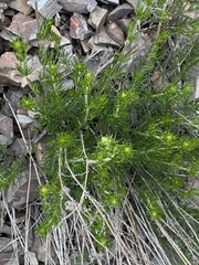 Galium verum