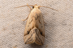 Micrathetis