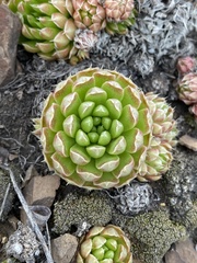 Orostachys spinosa