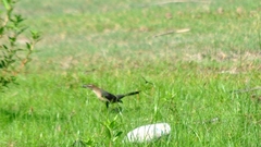 Quiscalus nicaraguensis