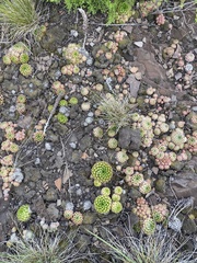 Orostachys spinosa