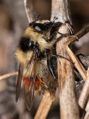 Criorhina bubulcus