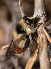 Criorhina bubulcus