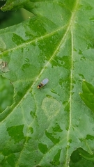 Liriomyza brassicae