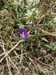 Legousia speculum-veneris