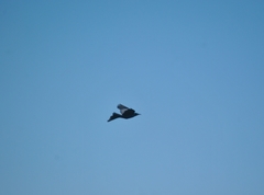 Quiscalus nicaraguensis