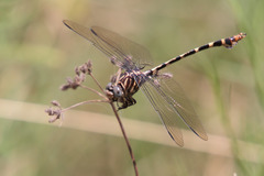 Phyllogomphoides stigmatus