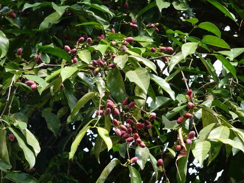 Buko (Gnetum gnemon)