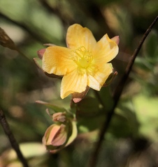 Hypericum anagalloides
