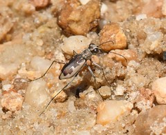 Ellipsoptera wapleri