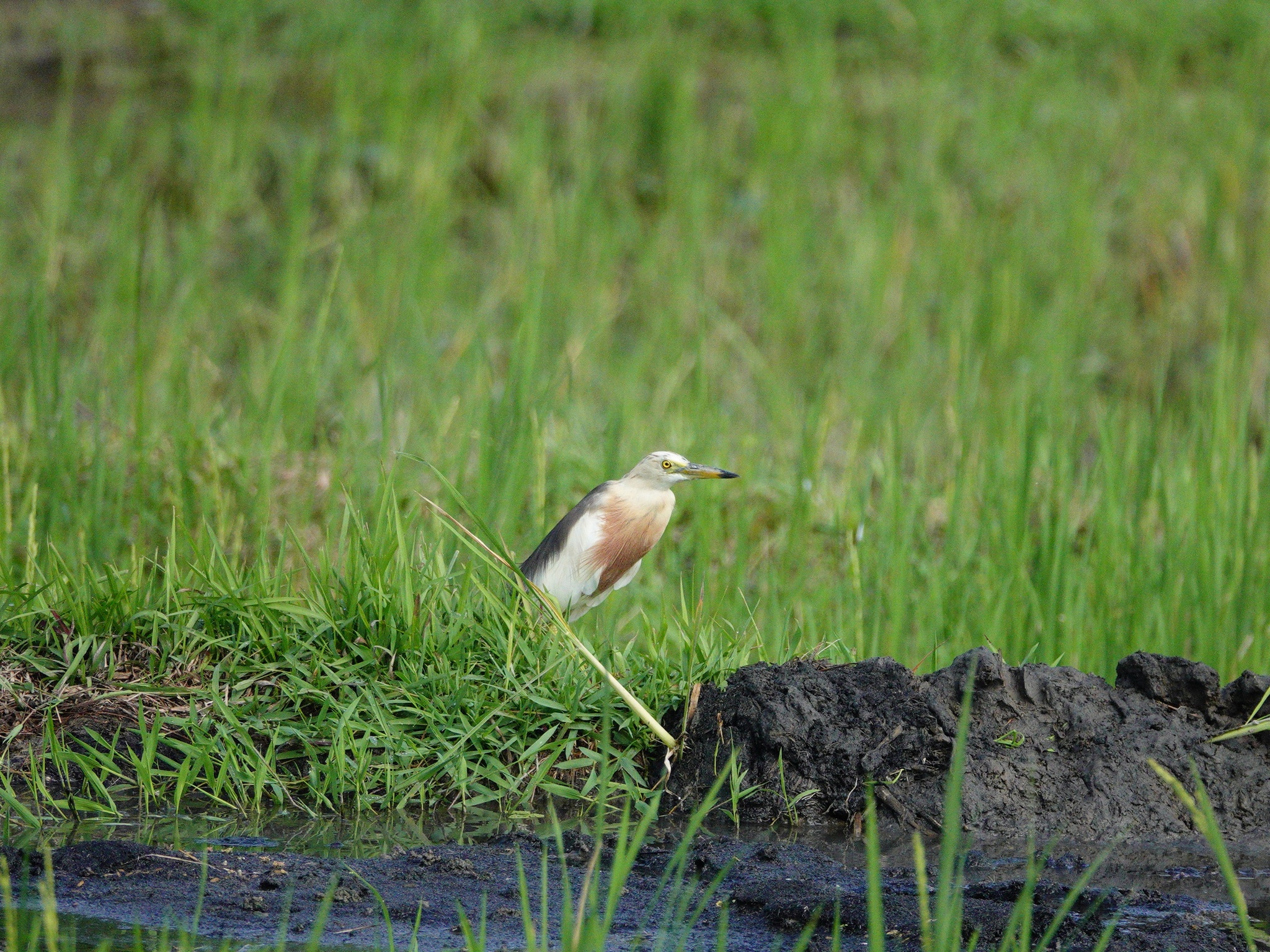Javan Pond Heron