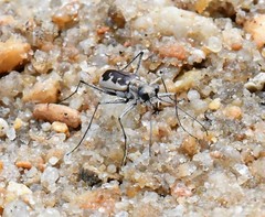 Ellipsoptera wapleri