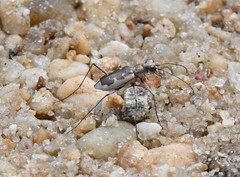 Ellipsoptera wapleri