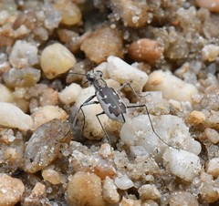 Ellipsoptera wapleri