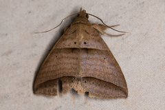 Perasia helvina