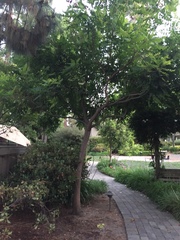 Koelreuteria paniculata