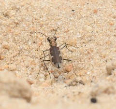 Ellipsoptera wapleri