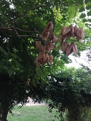 Koelreuteria paniculata