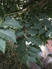 Koelreuteria paniculata