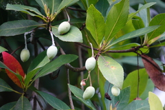 Elaeocarpus grandiflorus