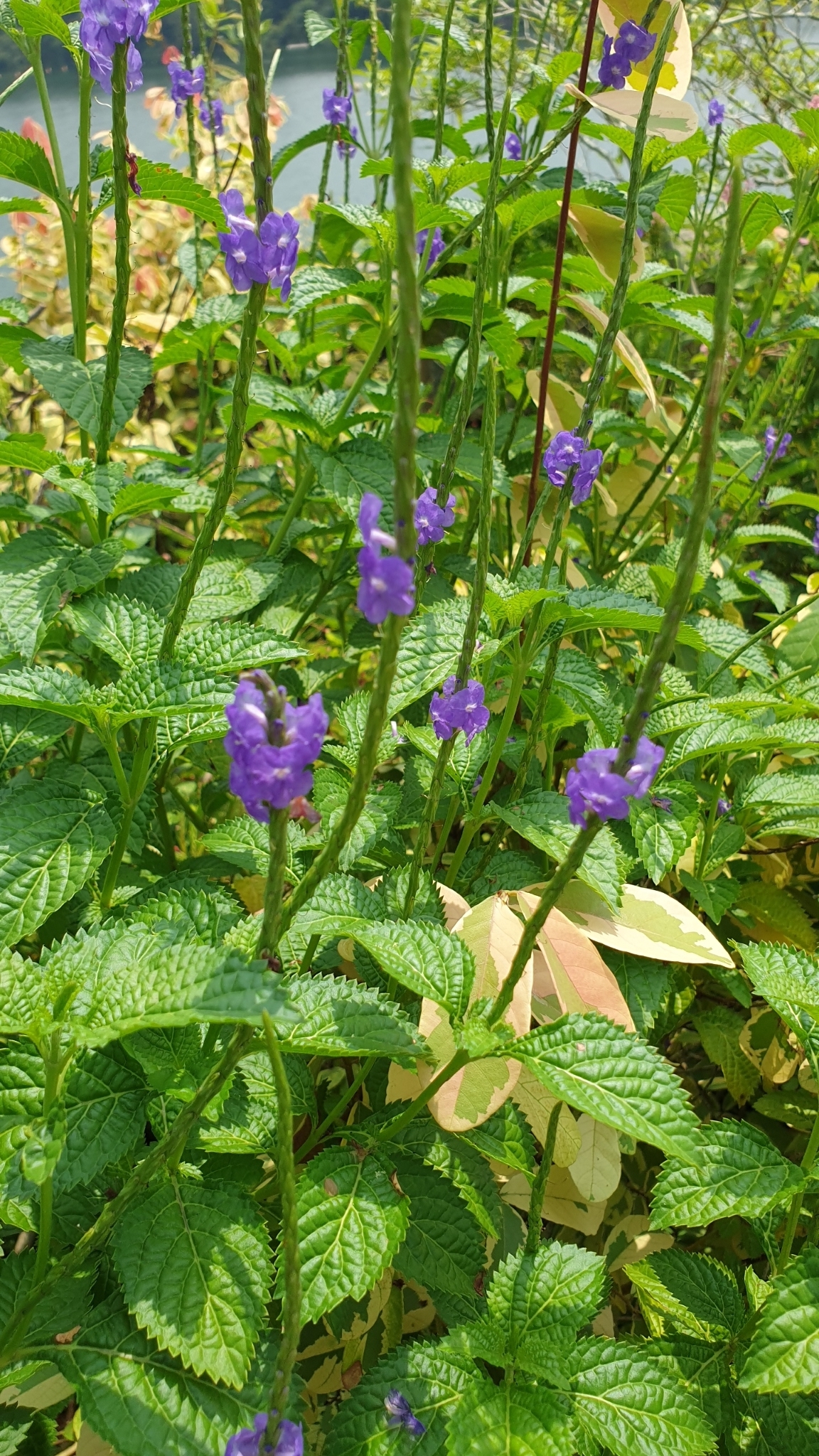 Stachytarpheta indica (L.) Vahl