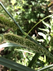 Carex spissa