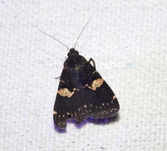 Hydrillodes gravatalis