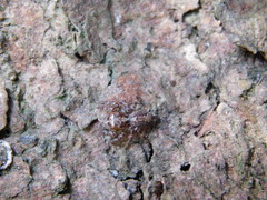 Anarrhotus fossulatus