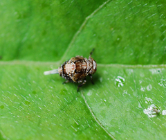 Dentatissus damnosus