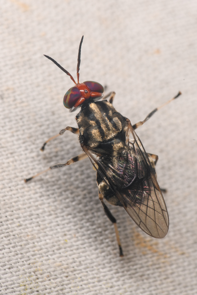 Cyphomyia fascipes